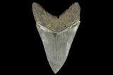 Serrated, Fossil Megalodon Tooth - Sharp Tip #138999-2